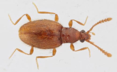 Réf. 255 374 : Neuraphes ruthenus